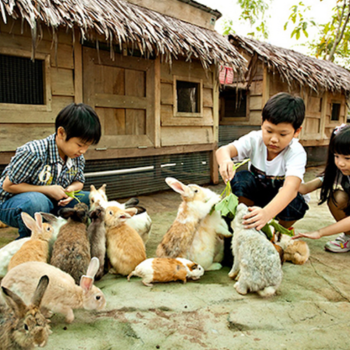 Kenali Haiwan Secara Dekat di Farm in the City!